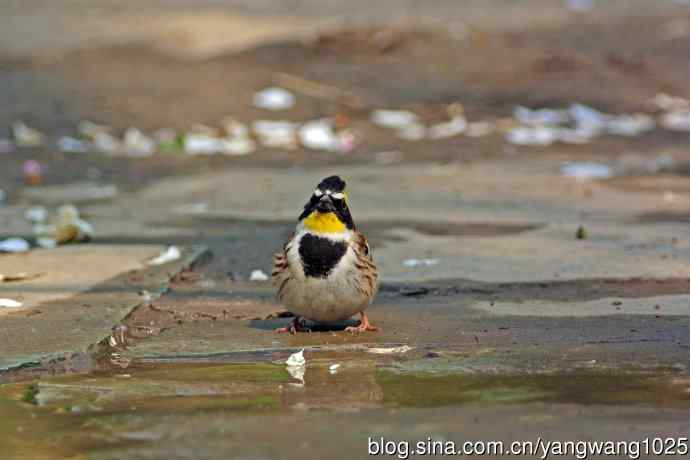 雄性黄喉鹀（6）