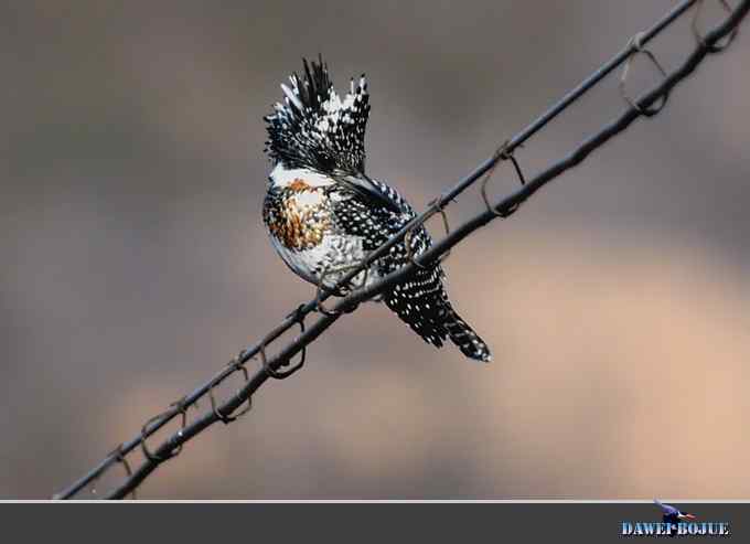 黑鹳和鱼狗 黑鹳和鱼狗