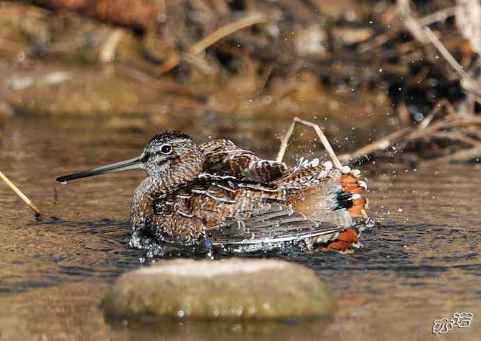 白河峡谷 wbr路 wbr孤沙锥(沐浴梳羽版) 白河峡谷 wbr路 wbr孤沙锥(沐浴梳羽版)