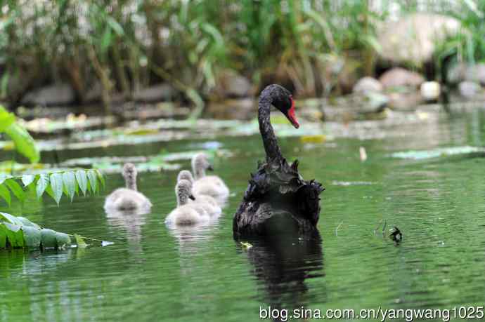 送给小朋友的图片