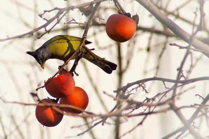 凤头雀嘴鹎吃红柿子