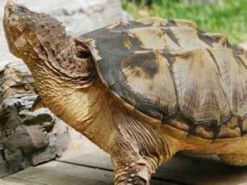 玄武：传说的兽原型探秘（鳄龟）