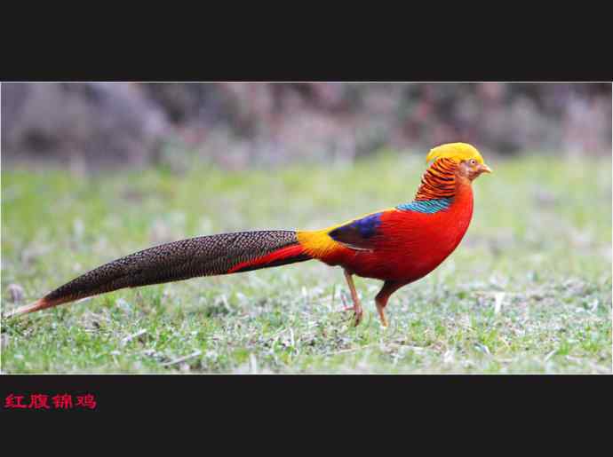 雄雉于秦 wbr下上其音