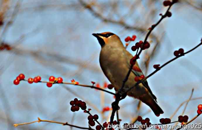 北京动物园的鸟类——太平鸟（抓拍）1