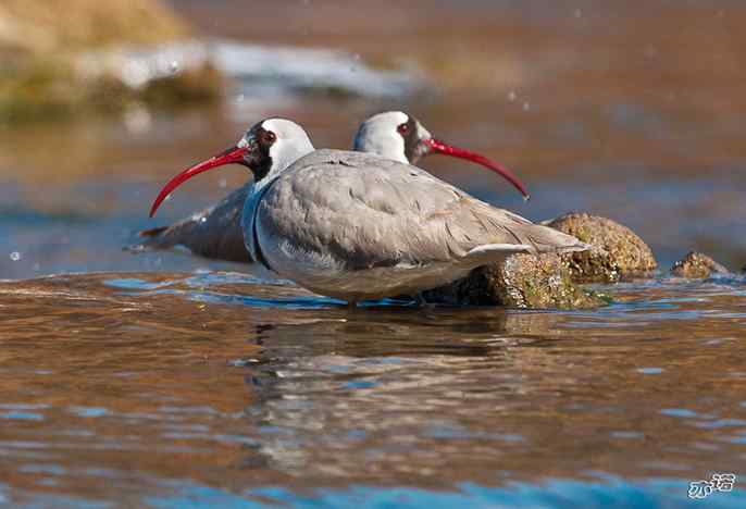 又见鹮(huán wbr)嘴鹬(yù) 又见鹮(huán wbr)嘴鹬(yù)