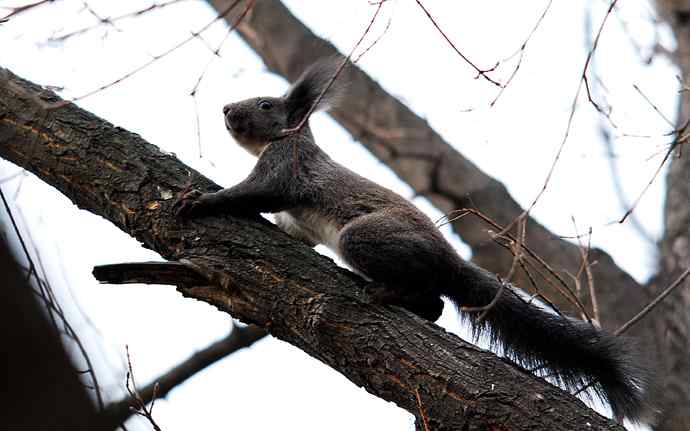 植物园赏鸟，先观松鼠表演。（组图）