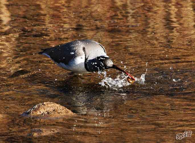 白河峡谷 wbr路 wbr鹮(huán wbr)嘴鹬(yù) 白河峡谷 wbr路 wbr鹮(huán wbr)嘴鹬(yù)