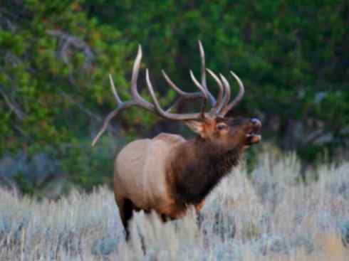 麒麟：传说的兽原型探秘（梅花鹿）