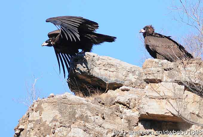 走近秃鹫:一段撼人心魄的拍摄经历 走近秃鹫:一段撼人心魄的拍摄经历