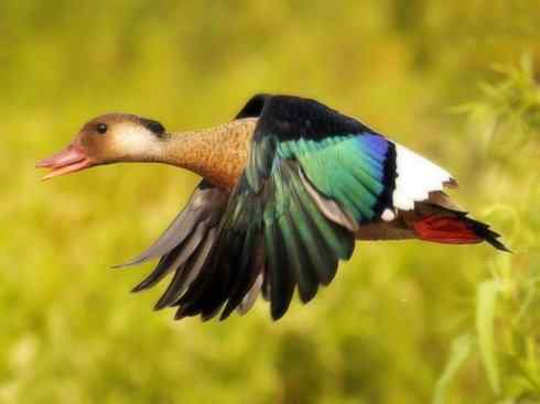 欣赏：美丽的栖鸭2