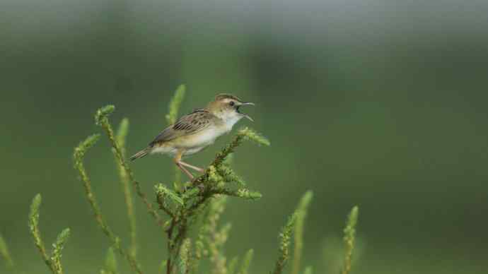 鸟荒时节的新宠 鸟荒时节的新宠