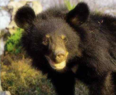 十大喜食蜂蜜动物：黑熊