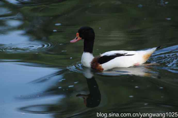 游水的斑头雁与翘鼻麻鸭