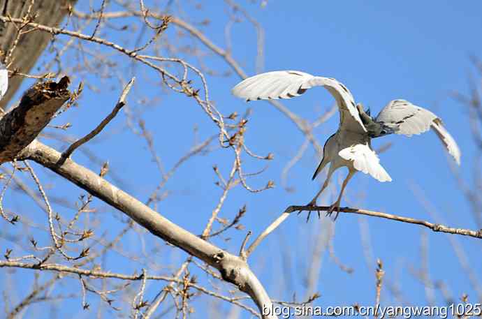 飞(夜鹭)3 飞(夜鹭)3