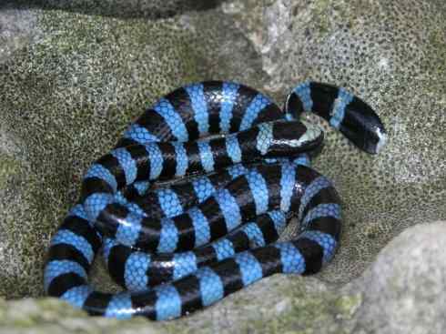 龙：传说的兽原型探秘（海蛇类）