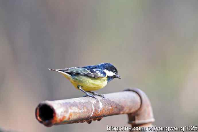 黄腹山雀（16）