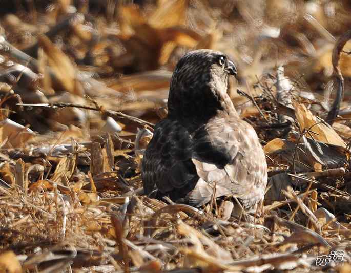 白河峡谷 wbr路 wbr大鵟吞鼠 白河峡谷 wbr路 wbr大鵟吞鼠