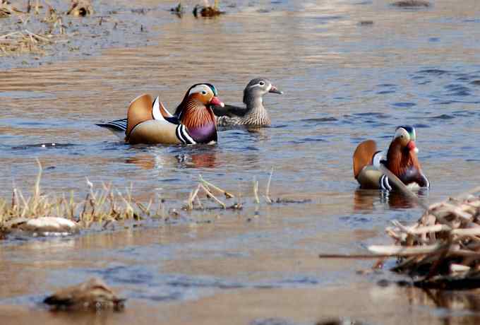 怀沙河鸟调 怀沙河鸟调