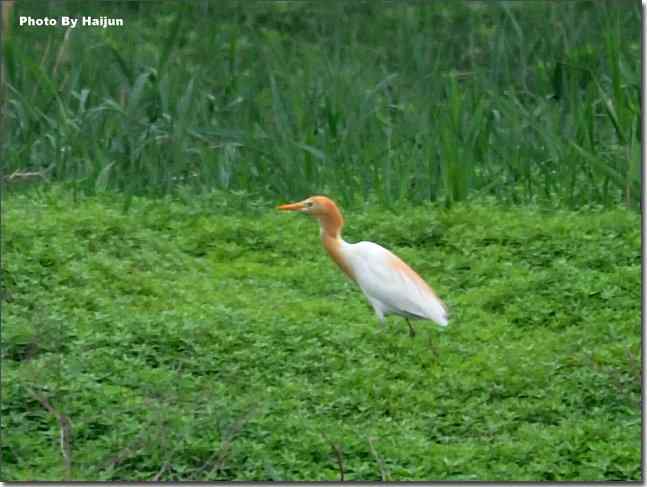  点击图片或使用键盘← →翻页
