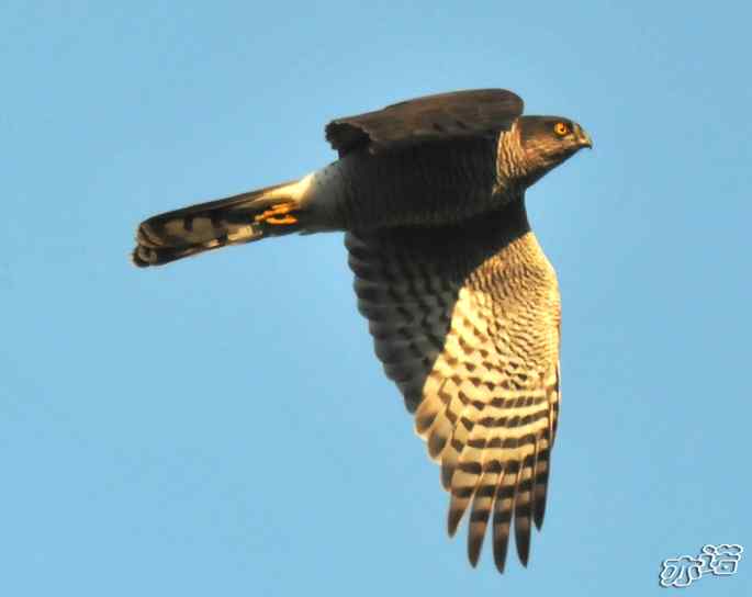 北京西山&nbsp;wbr路&nbsp;wbr雀鹰