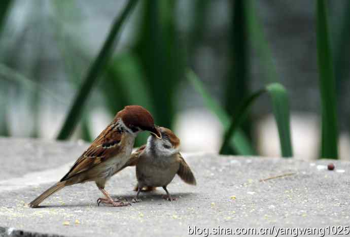 母爱（纪实篇）