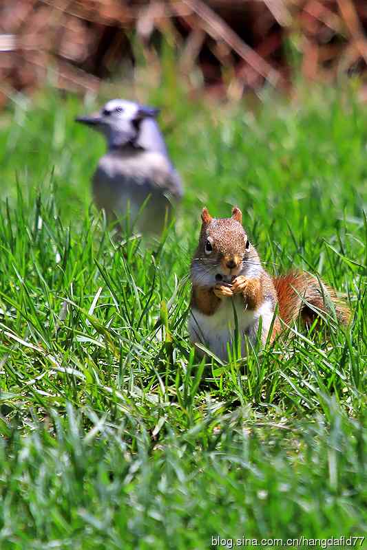 红松鼠与冠蓝鸦