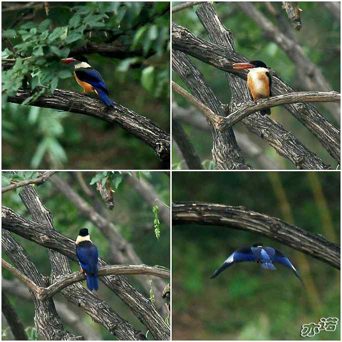 圆明园&nbsp;wbr路&nbsp;wbr发现蓝翡翠