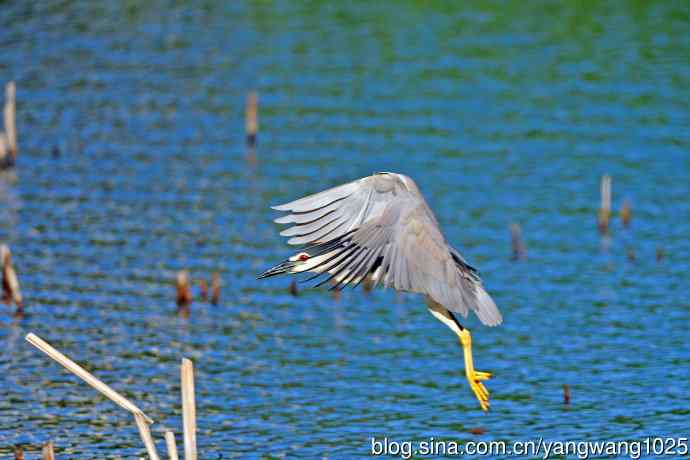 寻鱼的夜鹭（7）