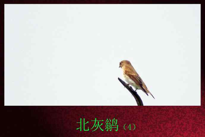 北灰鹟（4）
