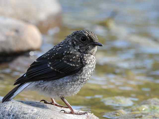 十渡有鸟初长成 wbr. wbr养在溪边人尽识