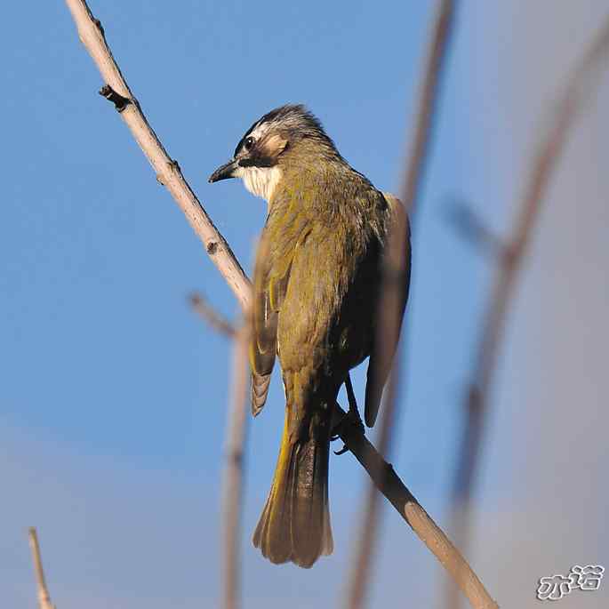 圆明园&nbsp;wbr路&nbsp;wbr白头鹎