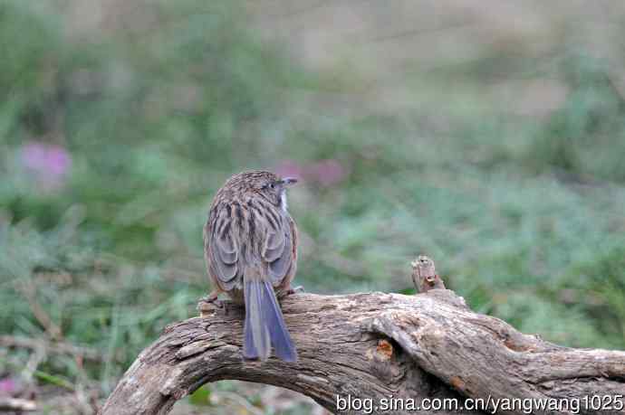北京天坛公园的鸟类——山鹛（1）