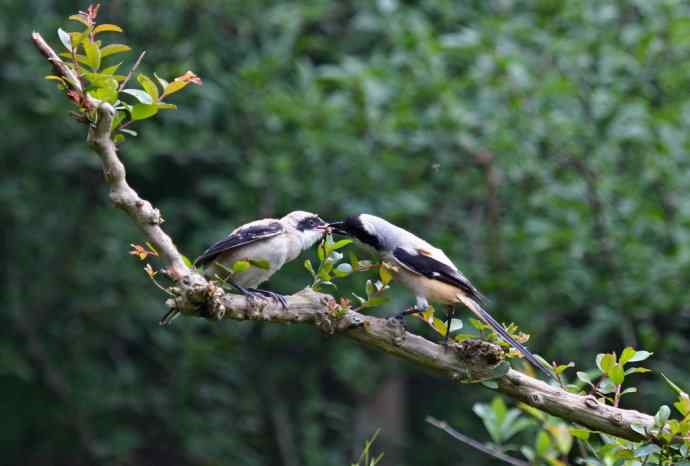 207.小伯劳成长记（3）亲鸟育儿篇