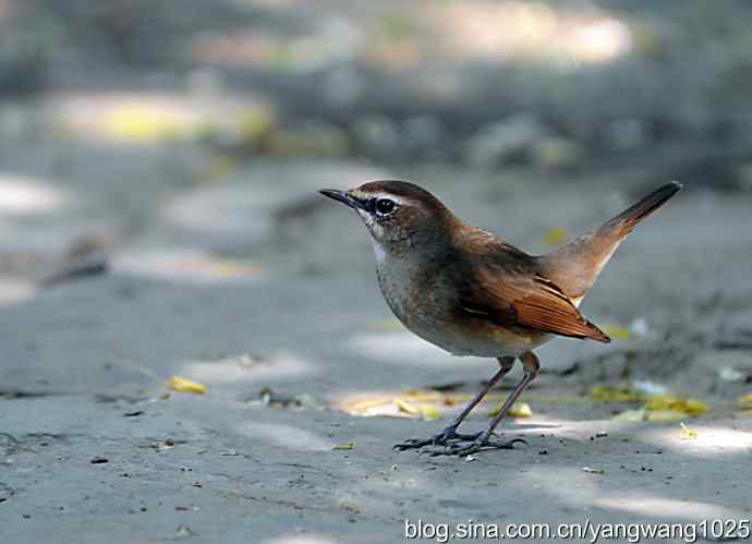 红喉歌鸲 红喉歌鸲