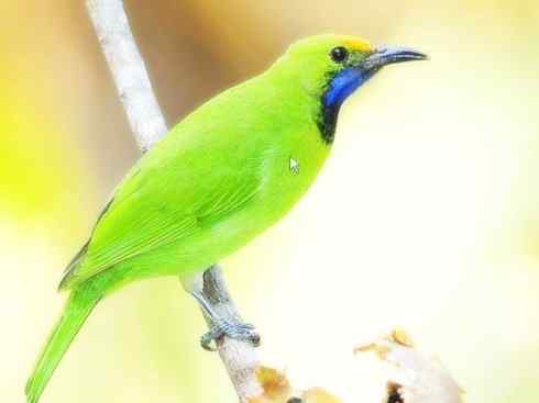 美丽无罪：雀鸟之叶鹎