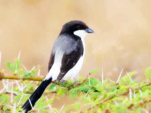 奇特的盔：盔鵙