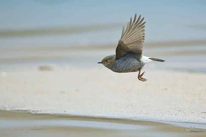 一组十渡的明星鸟贺新春