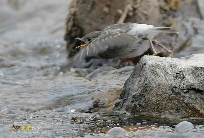 父爱如山：实拍红尾水鸲和它的四个宝宝们