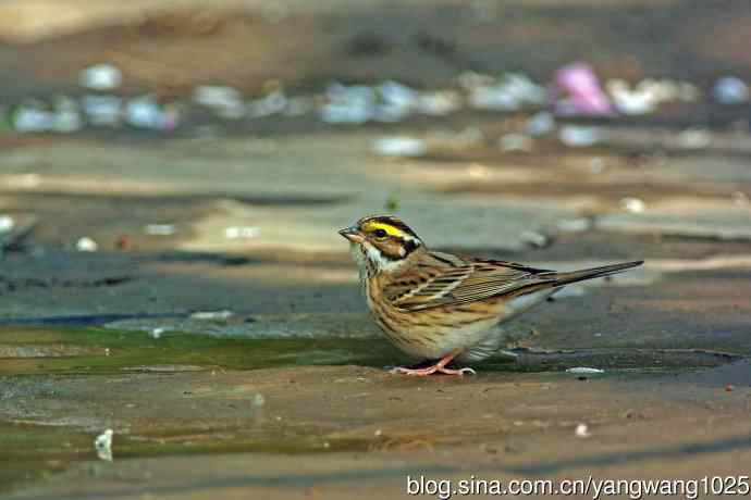 雄性黄眉鹀（1）