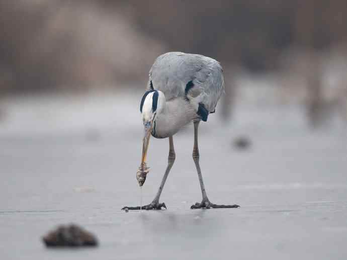 以大欺小 wbr倚强凌弱 以大欺小 wbr倚强凌弱