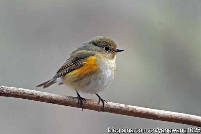 昨天好收获（雌性红胁蓝尾鸲）