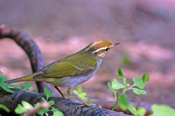 冕柳莺（记录版）