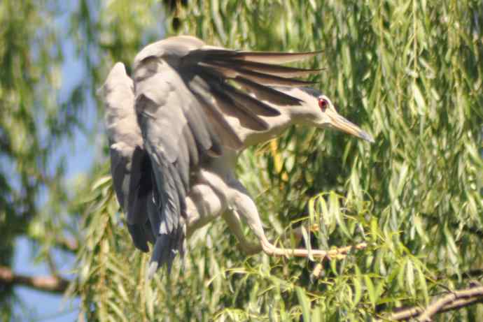 飞（夜鹭） wbr5