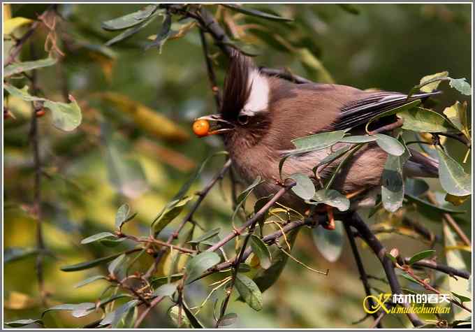 白领凤鹛【照片】