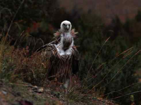 鸟类之最：高山兀鹫