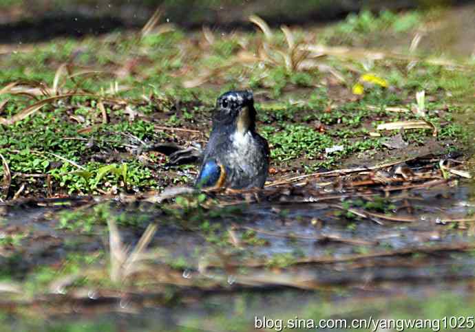 洗浴与梳理（纪实）