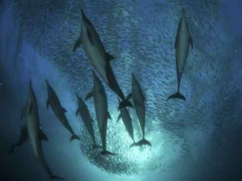 自然奇观：动物大迁徙(沙丁鱼)