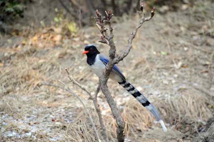 红嘴蓝鹊（12）