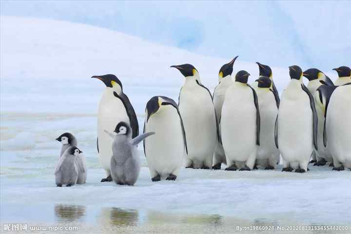 气候变暖已导致南极帝企鹅数量减半