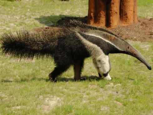 盘点十二大著名食蚁动物:食蚁兽 盘点十二大著名食蚁动物:食蚁兽